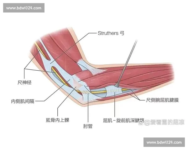 科学运动与康复训练助力网球肘缓解与功能恢复日常护理策略全解析